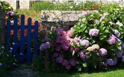 Hortensias