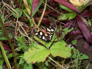 Spotted moth